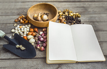 Bulbous plants and an open notebook with a garden spade. Top view.