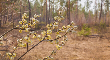 Twigs of willow blossoming in a forest.