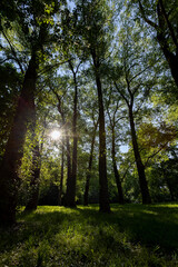 Fototapeta premium the sun shines through the green foliage of the trees in spring