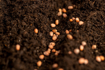 seeds of the same radish variety sown in fertile soil
