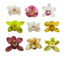 Set of isolated orchid flowers cymbidium