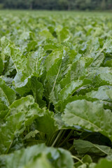agricultural field with green beets