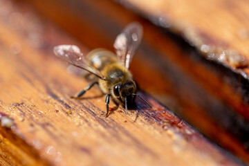 a bee hive with honey bees in sunny weather in summer