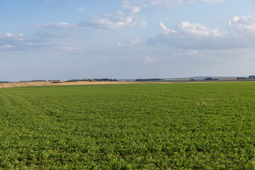 Naklejka premium green grass and other plants in sunny weather