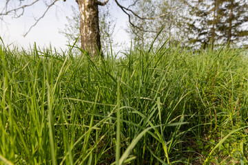new grass is green in late spring in sunny weather