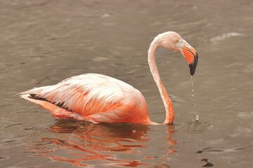 Kralendijk, Bonaire, Dutch Antilles