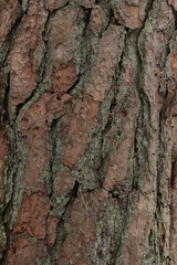 Pine bark in natural conditions in nature. Texture of a pine tree bark