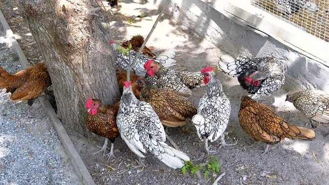 Chickens and roosters enjoy their time outdoors, pecking the ground under a tree beside the coop. A representation of farm life and poultry care.
