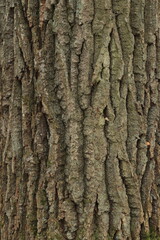 Obraz premium Oak bark in natural conditions in nature.