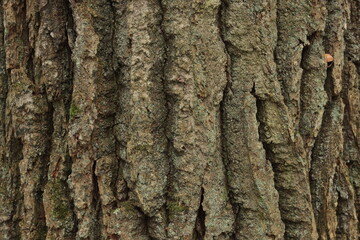 Obraz premium Oak bark in natural conditions in nature.