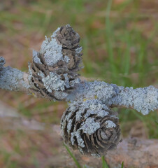 Blue Lichen Growing On Pine Cones