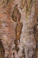Abstract Background And Textures Of A Birch Tree