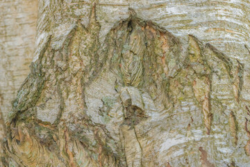Abstract Background And Textures Of A Birch Tree