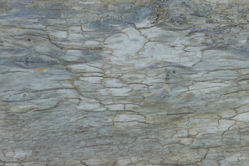 Fototapeta premium Log Along The Beach