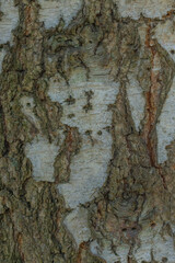 Abstract Background And Textures Of Birch Bark