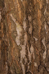 Obraz premium Abstract Background And Textures Of Birch Bark