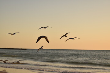 Naklejka premium Seagull on a sandy beach near the sea