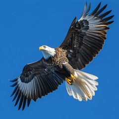 Obraz premium A close-up of a single eagle in flight against a bright blue sky