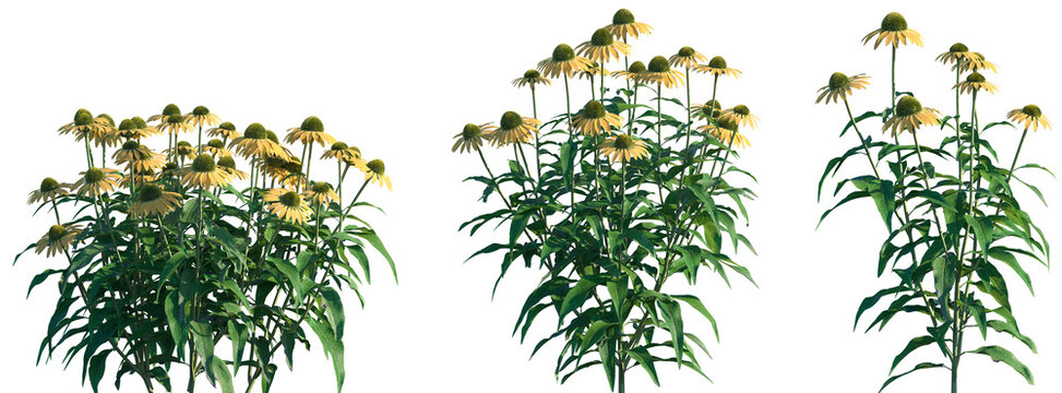 Set of Echinacea purpurea (the eastern purple coneflower, purple coneflower, hedgehog coneflower, or echi) flowering frontal isolated png on a transparent background perfectly cutout high resolution