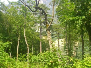 Fototapeta premium Nature in Montenegro 