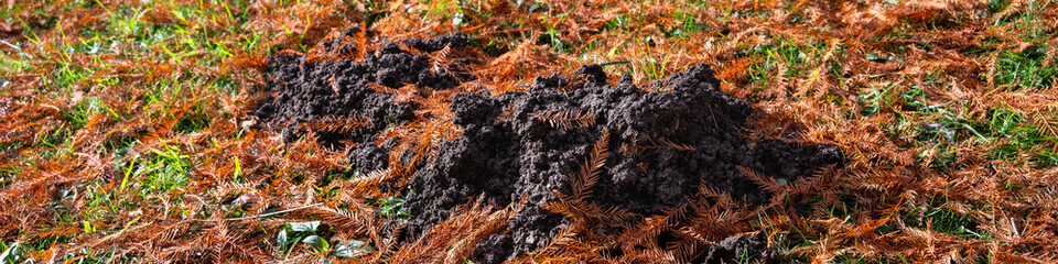 Fresh mole hole of rich wet dirt in a grass lawn covered in fall tree droppings

