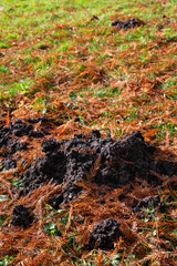 Obraz premium Fresh mole hole of rich wet dirt in a grass lawn covered in fall tree droppings 