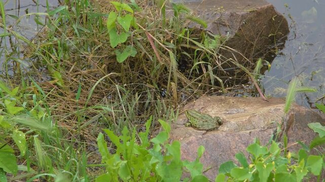 The frog is sitting by the river. River frog. Frog on the stone. Frog near the pond. Common river frog close-up