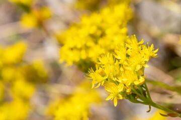 Close up of biting stonecrop (sedum acre) flowers in bloom