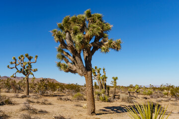 Fototapeta premium Joshua Tree National Park