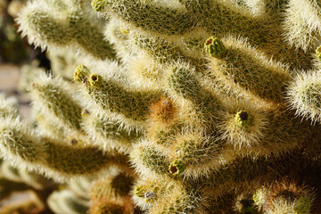 Joshua Tree National Park
