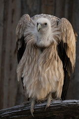 Himalayan vulture male in zoo