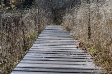 Fototapeta premium A wooden walkway in a nature reserve and autumnal growth.