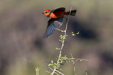 Bright red Vermillion Flycatcher takes flight off exposed, thorny, thin branch.  Copy space in background bokeh.