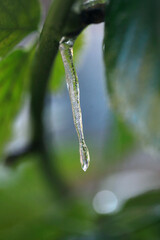 Blue icicles on nature background