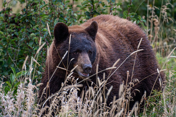Fototapeta premium Black bear 