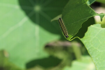 Group of caterpillars Pieris brassicae eats leaves of young nasturtium. The caterpillars of the cabbage butterfly larvae eat the green leaves
