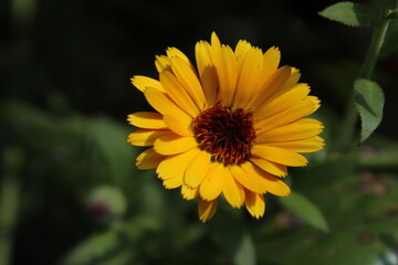 Obraz premium Closeup of the short lived orange and yellow flowers of Calendula or pot marigold. Pot marigold orange background. Beautiful floral background 