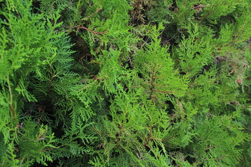Fototapeta premium Closeup fresh green christmas leaves, branches of thuja trees on green background. Thuya twig occidentalis, evergreen coniferous tree. Chinese thuja. Conifer cedar thuja leaf green texture 