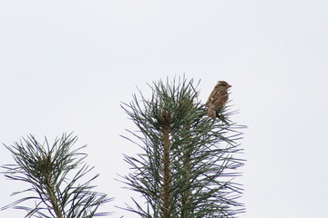 House sparrow, passer domesticus sitting on a pine tree with blue sky background
