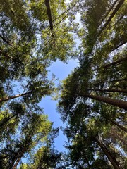 Fototapeta premium trees and sky