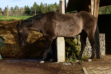 Stützmauer mit Pferd. Dunkles Pferd steht über Betonmauer und kratzt sich den Bauch
