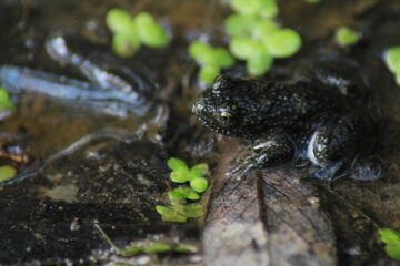 Obraz premium European common brown frog or common frog (Rana temporaria) or moor frog (Rana arvalis) in a forest 
