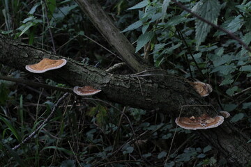 Destructive fungus Daedaleopsis tricolor on dead wood. Daedaleopsis tricolor is a genus of fungi in the family Polyporaceae. Beautiful mushroom background
