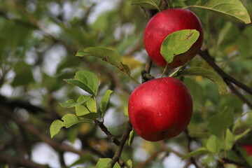 Red apples on a tree in garden. A close-up of ripe red apples, hang from a branch adorned with green leaves. Red apples from garden in summer
