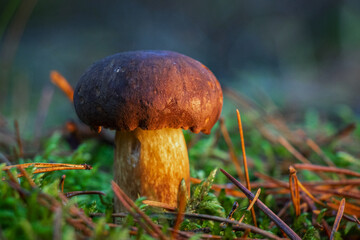 Autumn mood with a detail of a mushroom in the forest