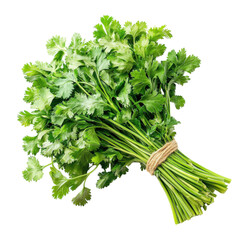 Fresh cilantro bundle, isolated on transparent background