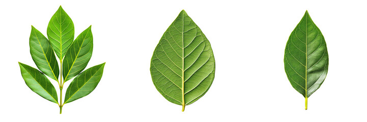 Fresh bay leaves isolated on transparent background