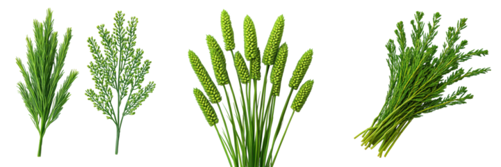 Fresh horsetail plant, isolated on transparent background