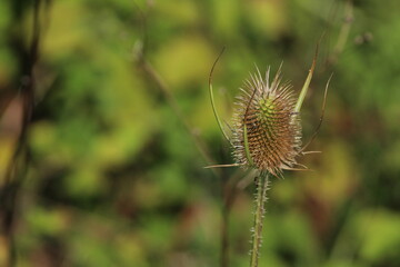 Close up of a Wild Teasel (Dipsacus fullonum) that is dried. Dry wild teasel. Beautiful floral background. Beautiful autumn background