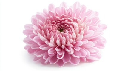 Chrysanthemum flower, isolated on white background, full depth of field